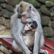 The Sacred Monkey Forest Sanctuary in Ubud - Baby Monkey