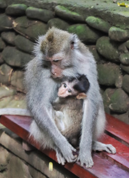 The Sacred Monkey Forest Sanctuary in Ubud - Baby Monkey