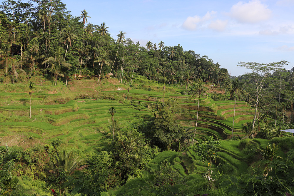 Natural Rice Terrace in Tegallalang Rice Terrace