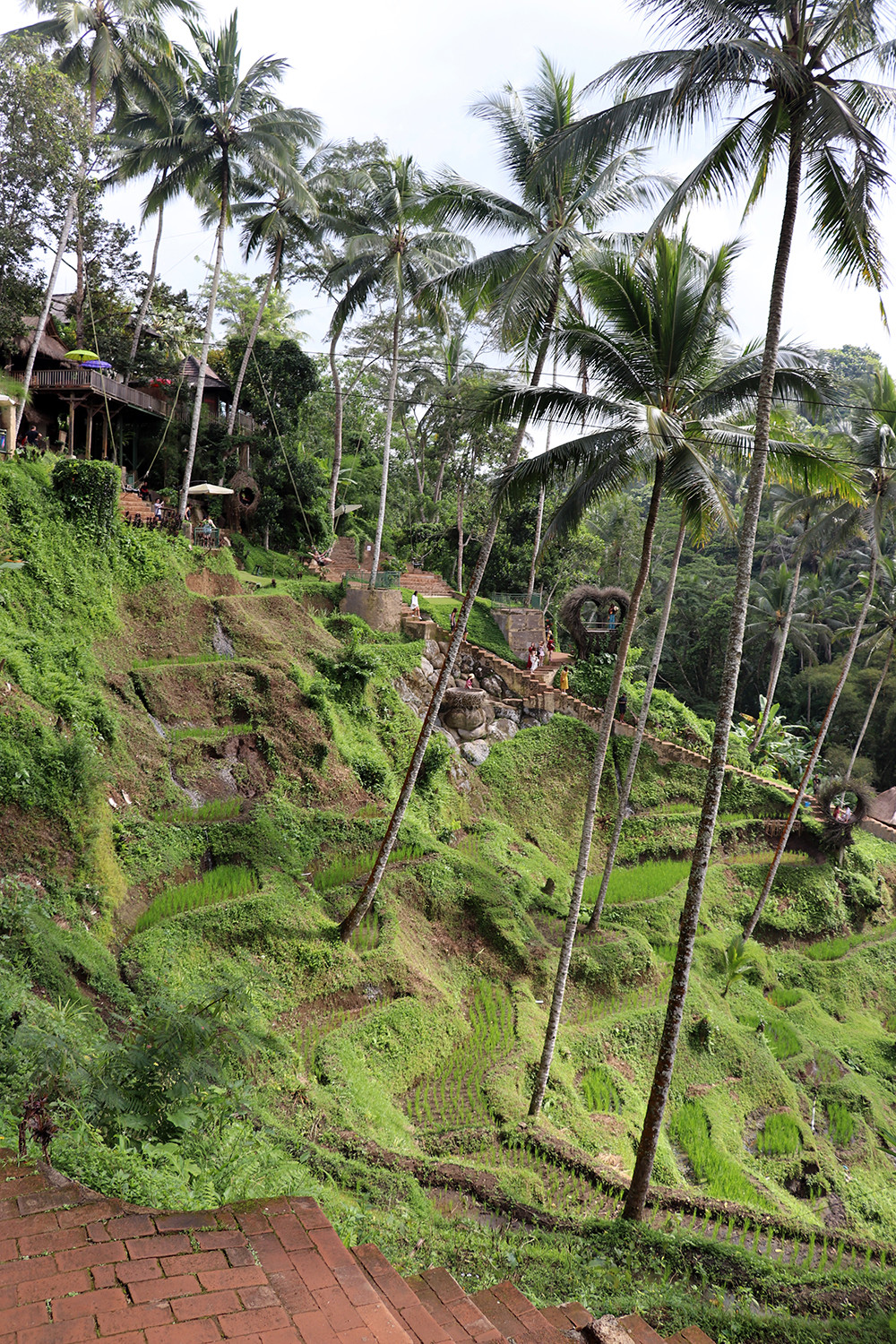 Nests at Tegallalang Rice Terraces