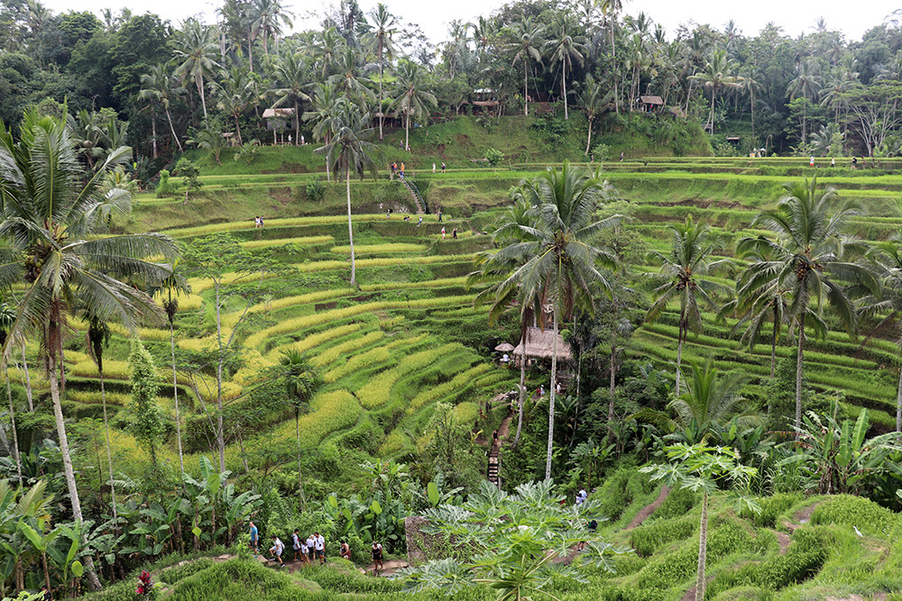 The Tegallalang Rice Terraces