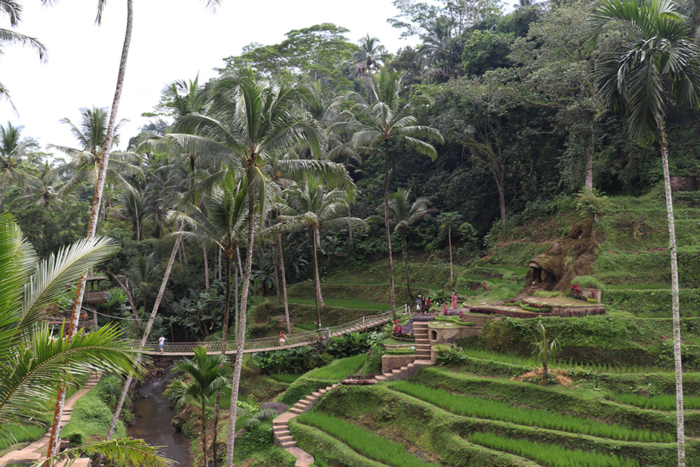 View of the Tegallalang Rice Terraces