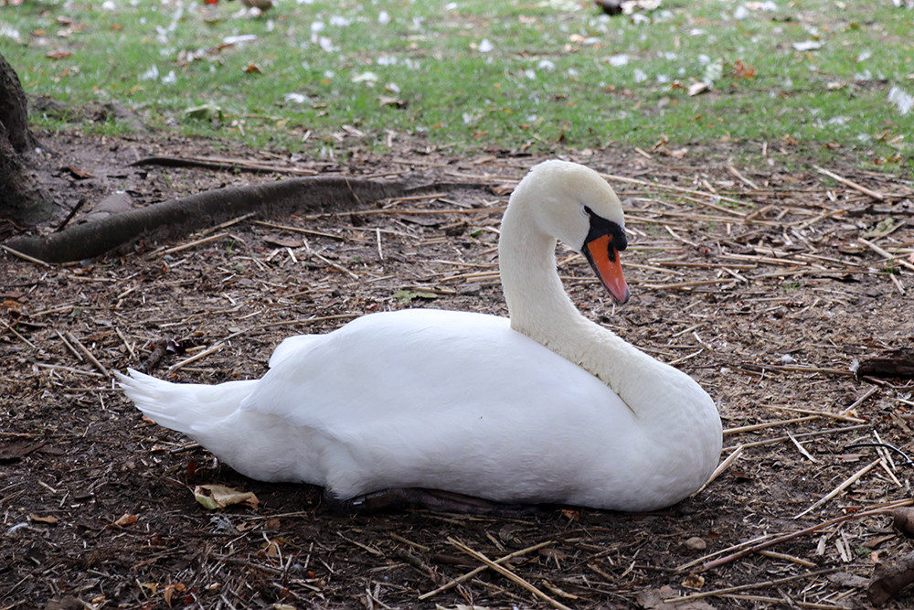 Belgium Weekend - Bruges Swan