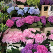 Columbia Road Flower Market Hydrangeas