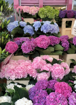 Columbia Road Flower Market Hydrangeas