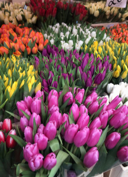 Columbia Road Flower Market Tulips