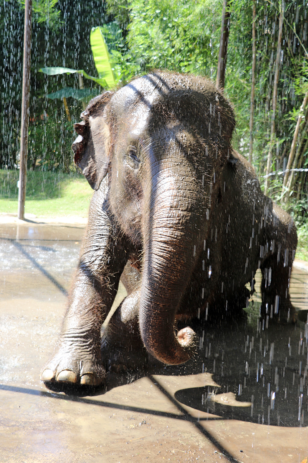 Elephant Bathing