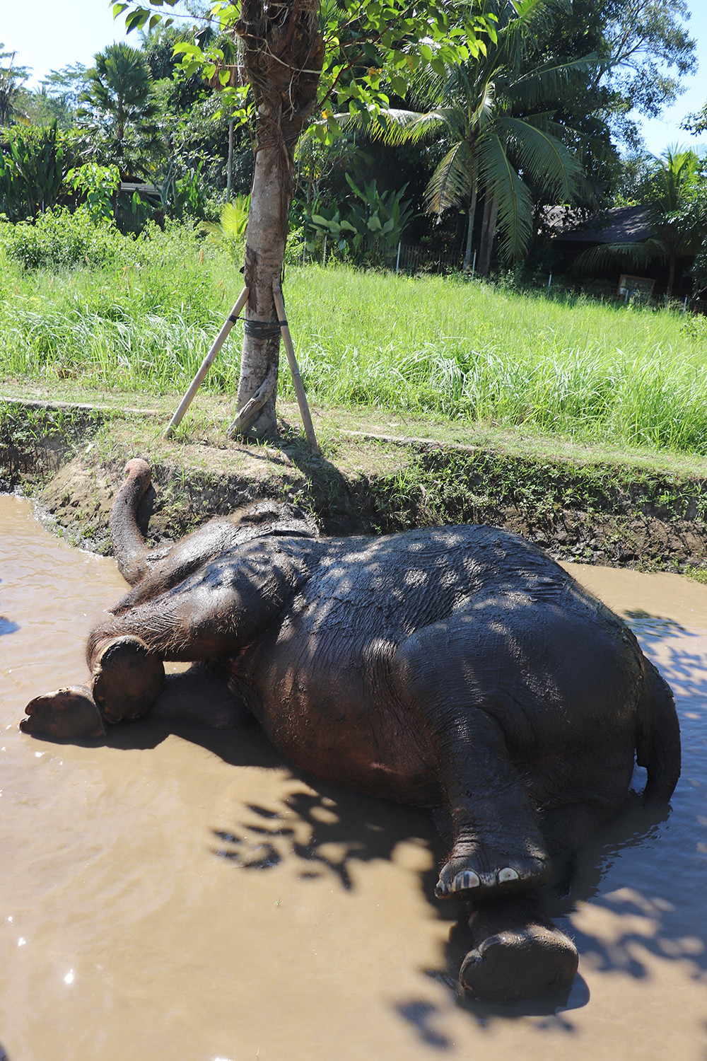 Elephant in the Mud at Bali Zoo