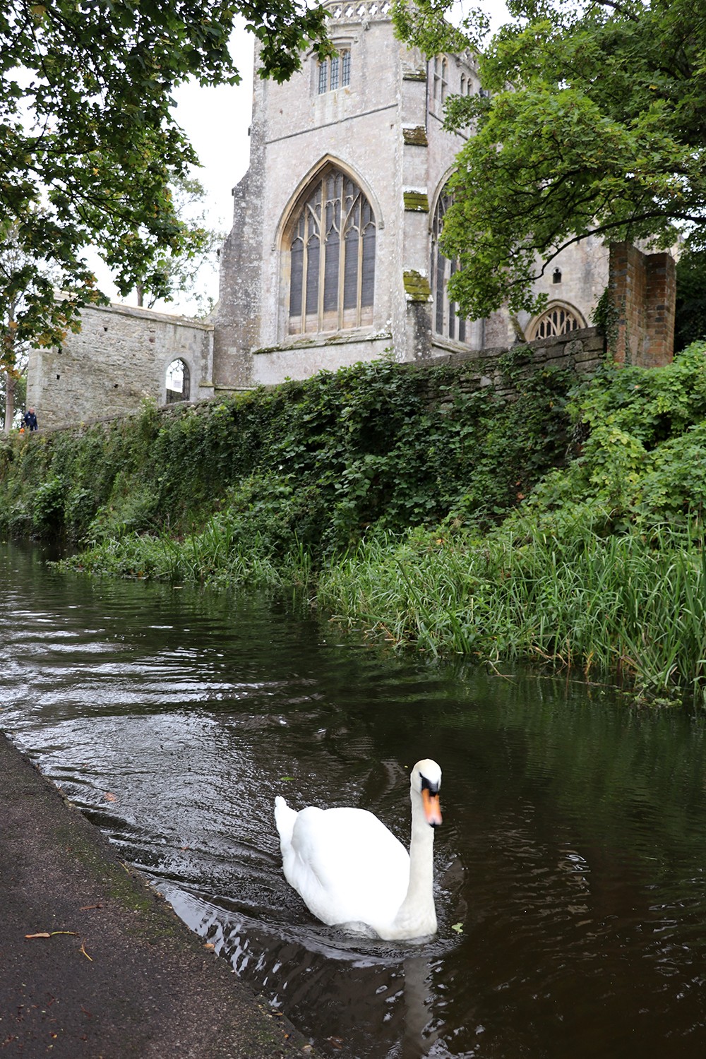 Swan at the Christchurch Priory