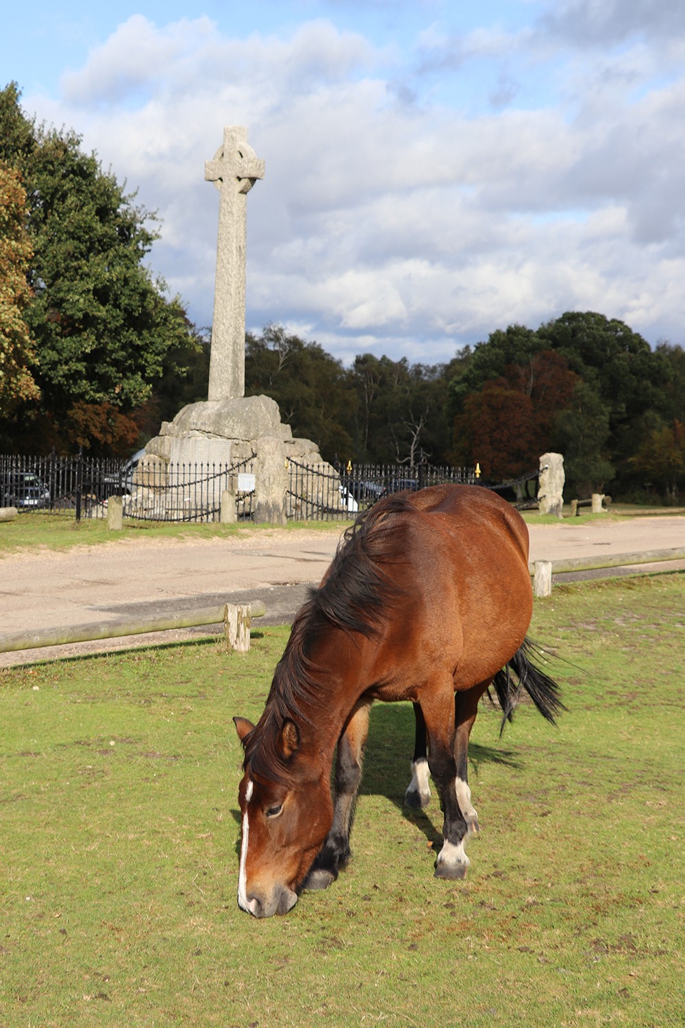 Wild Horse in the New Forest
