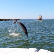 Naples Thanksgiving - Dolphin Jumping