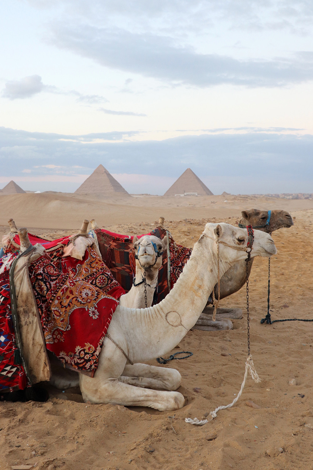 Camels and the Pyramids of Giza in Cairo Egypt