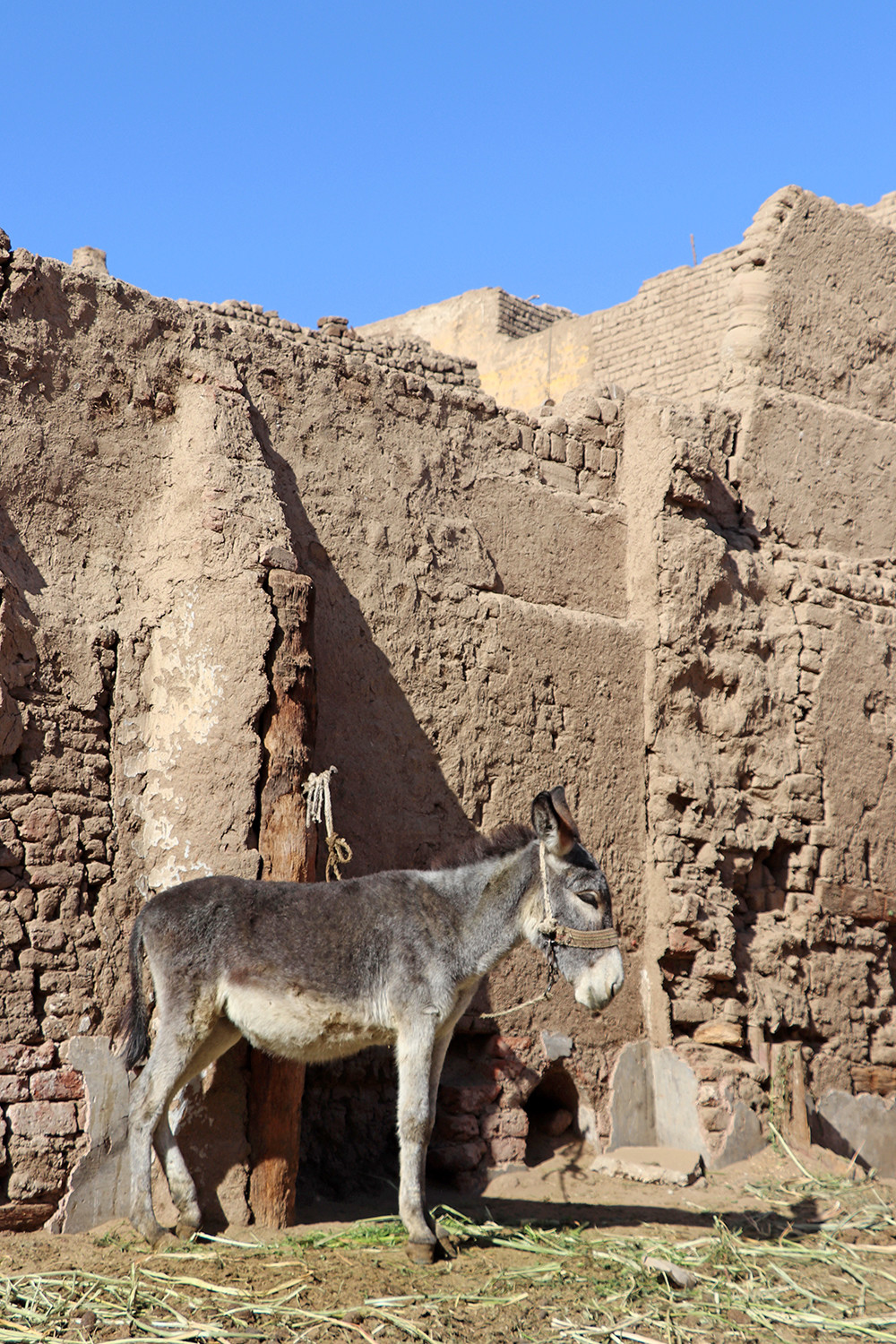 Donkey in Esna Egypt