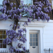 Wisteria in London at 12a Selwood Place in London