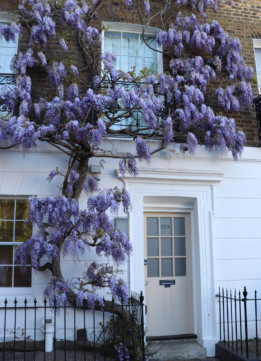 Wisteria in London at 12a Selwood Place in London