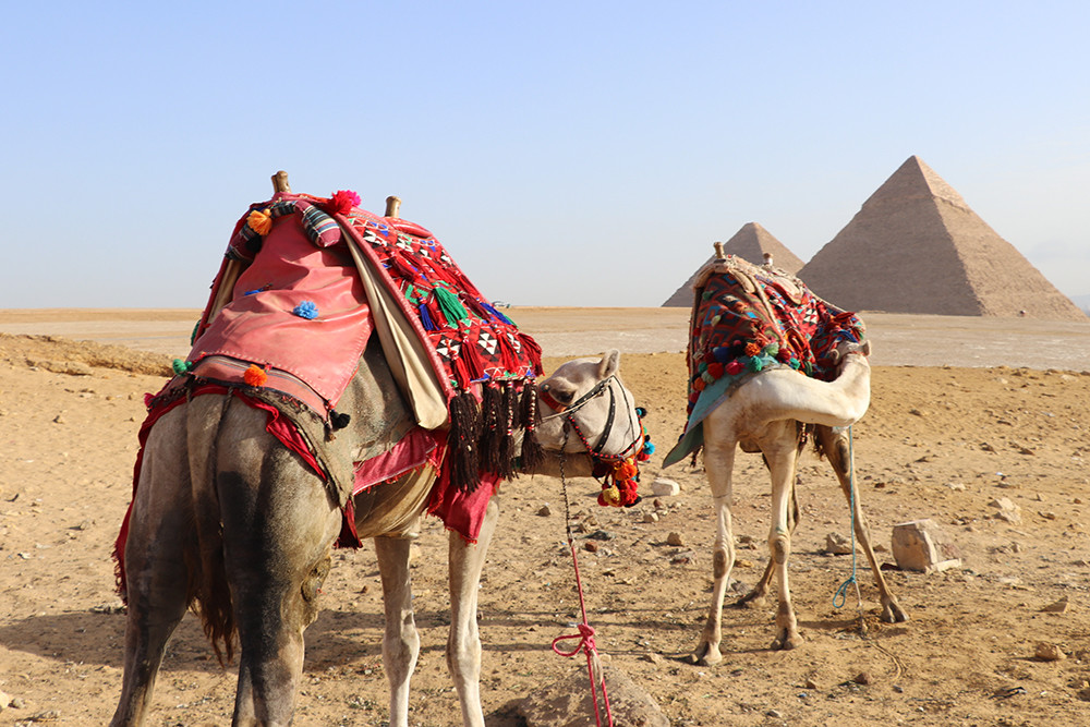 Camels and the Pyramids