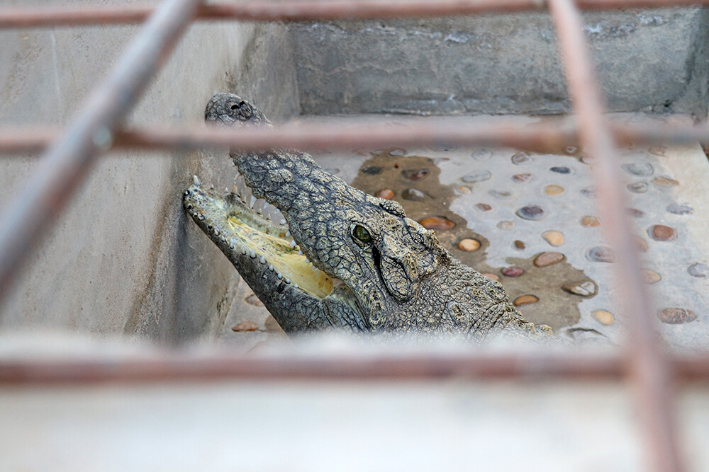 Best Things to Do in Aswan - Pet crocodile in the Nubian Village