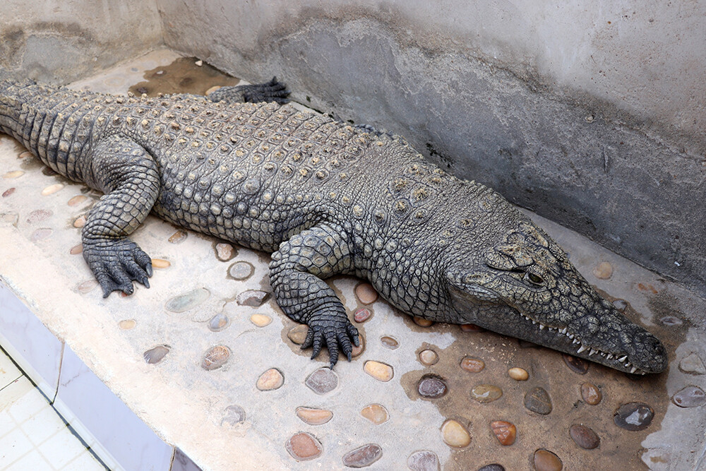Best Things to Do in Aswan - Pet crocodiles in the Nubian Village
