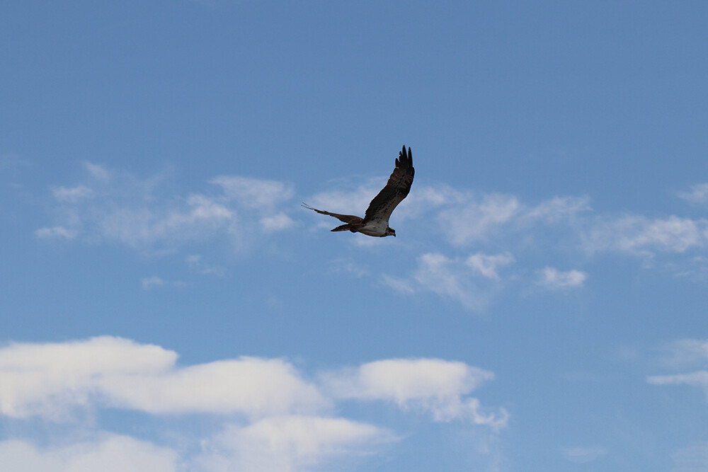 Birdwatch around the Cataract Islands in Aswan
