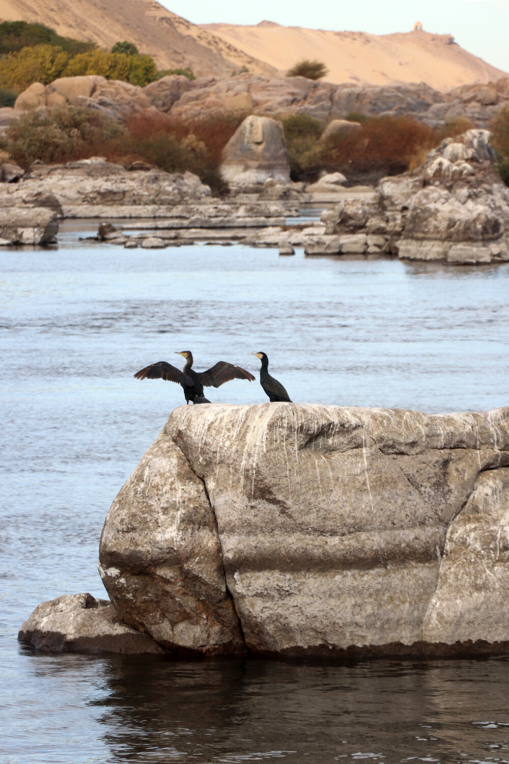 Birdwatch around the Cataract Islands