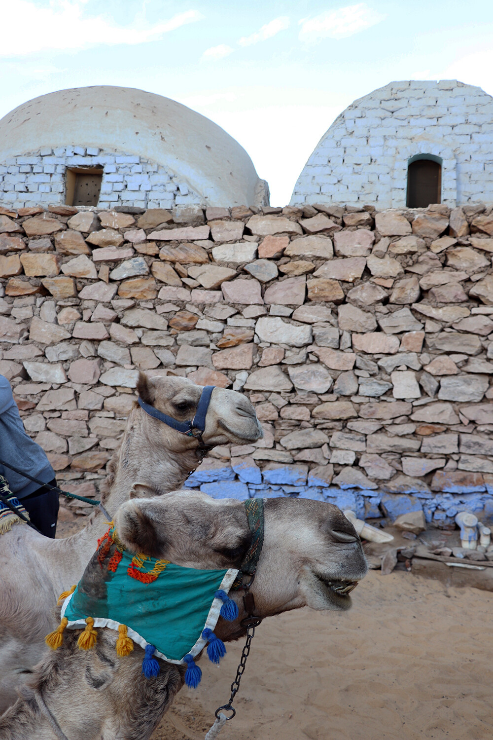 Camel in the Nubian Village