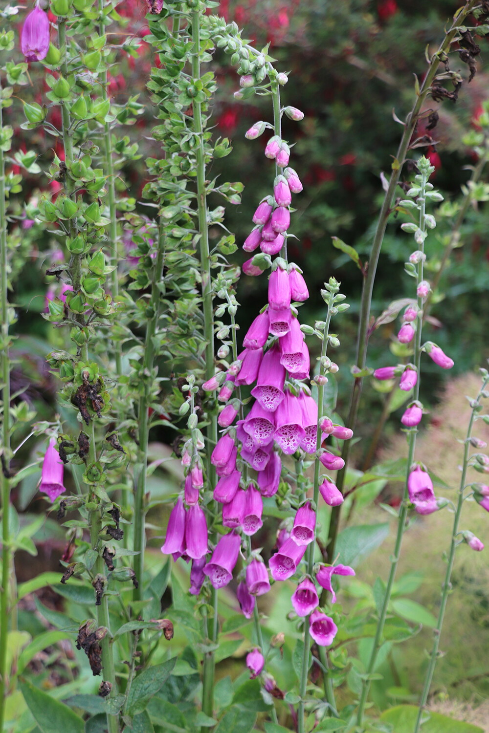 Garden in Morley Derbyshire