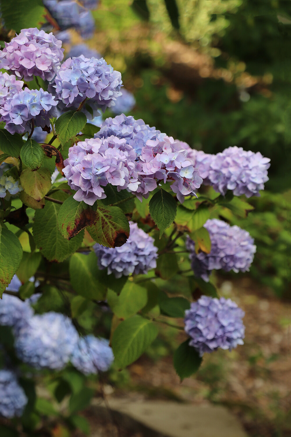 Hydrangeas in Garden in Morley Derbyshire