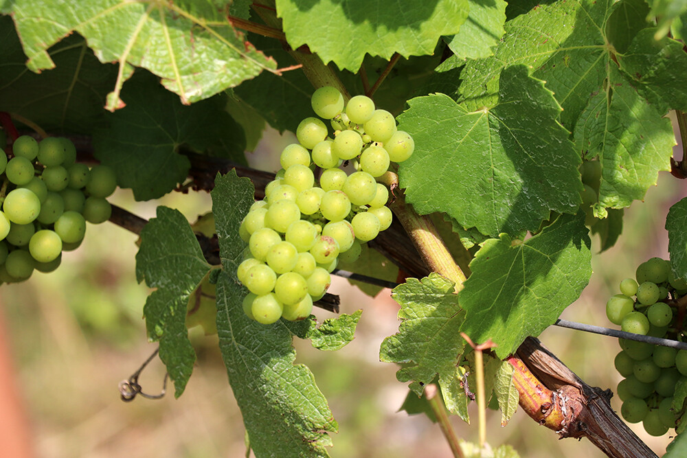Grapes on the Vine at Tinwood Estate
