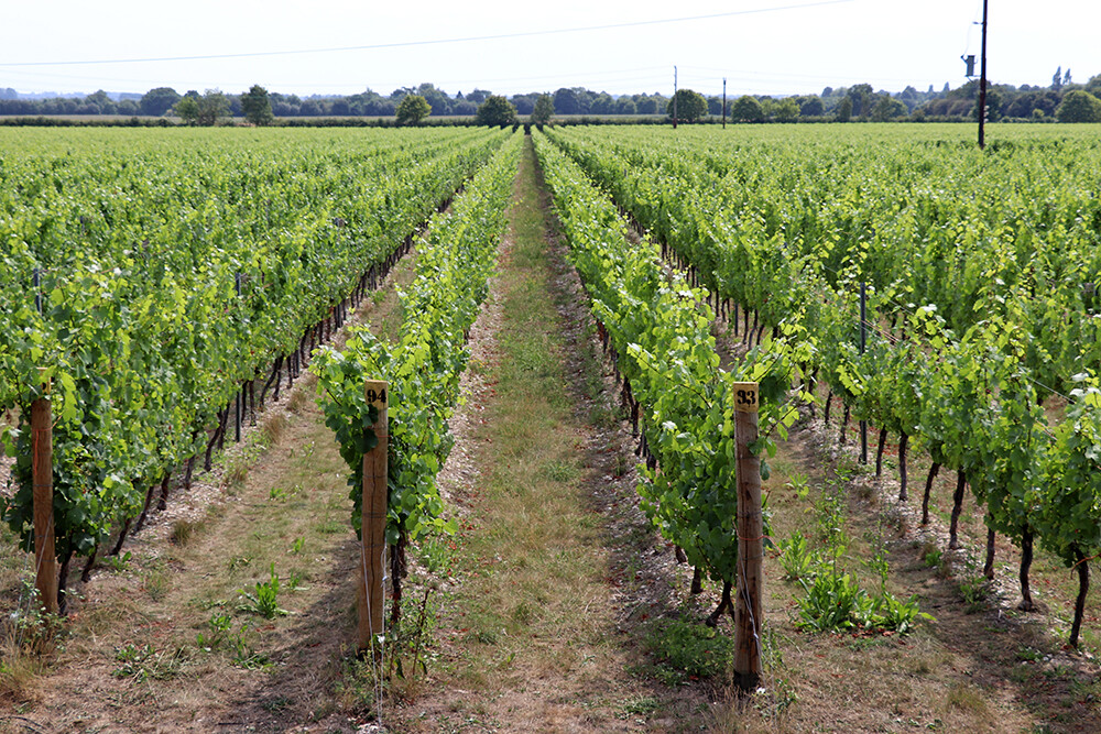 Vines at Tinwood Estate