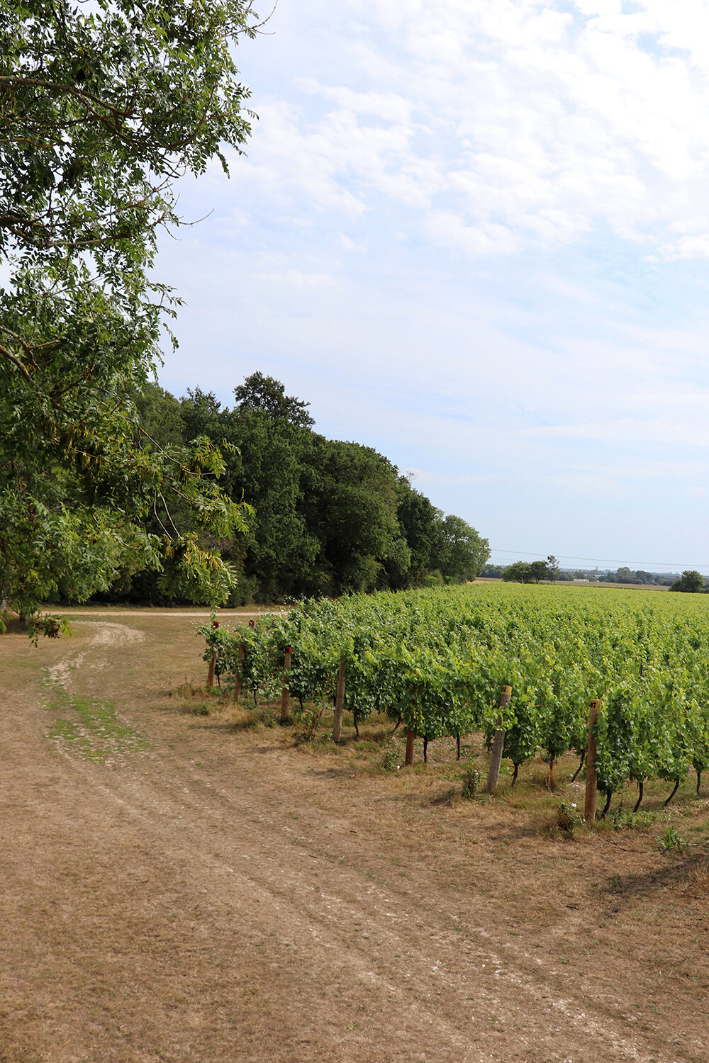 Vineyard in West Sussex England
