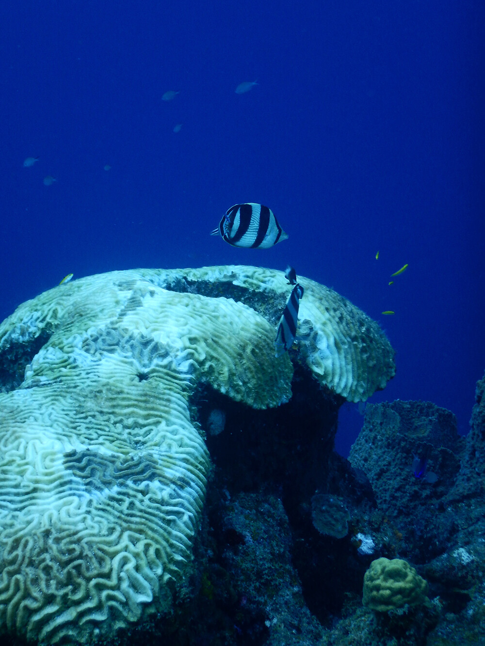 Fish Scubadiving