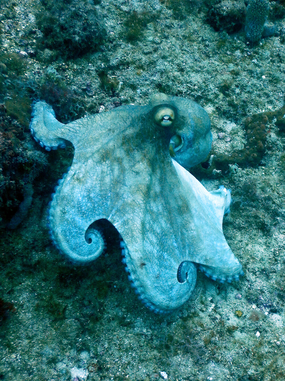 Octopus while St Lucia Scuba Diving