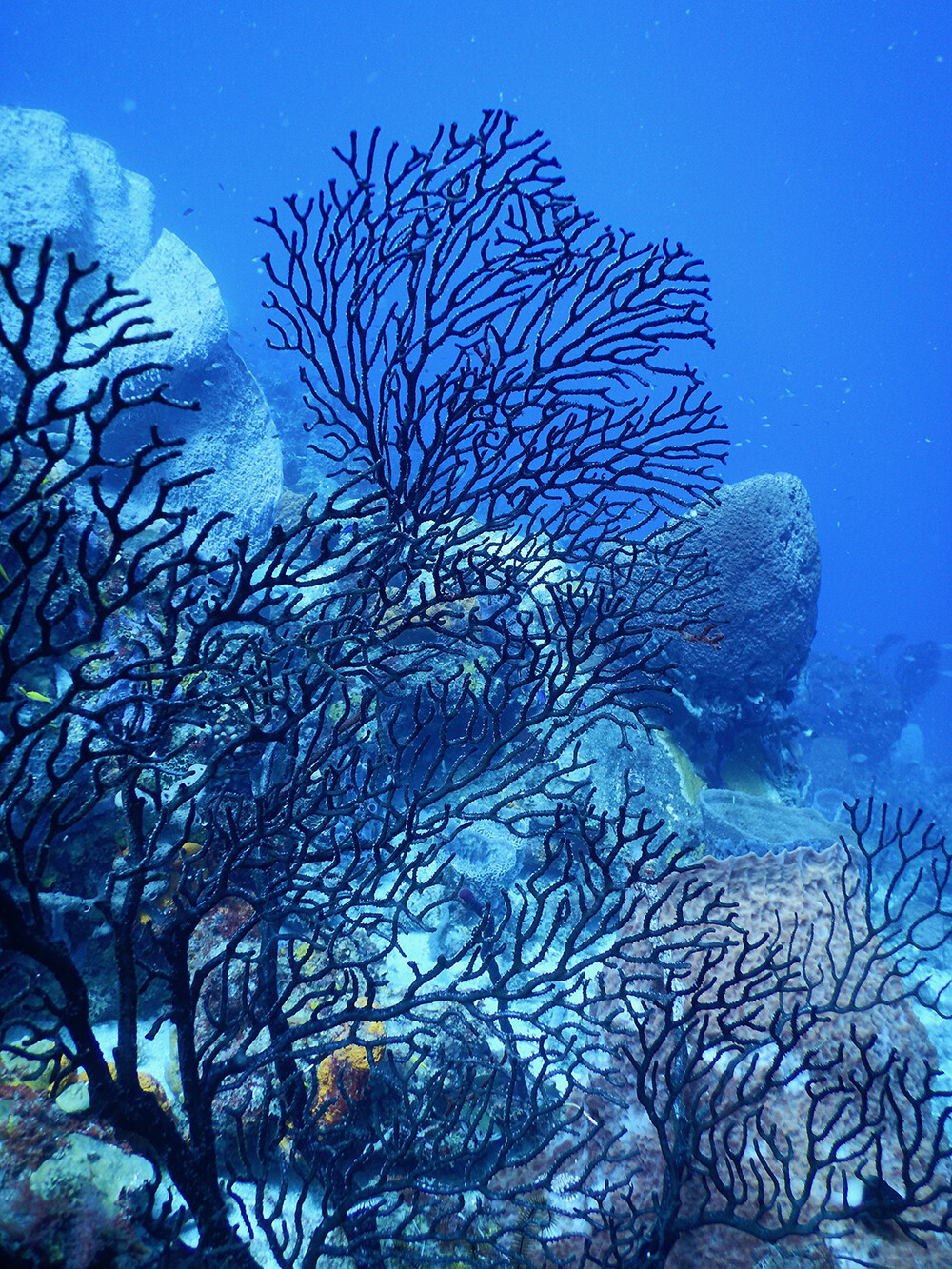 Superman's Flight Dive Site in St. Lucia