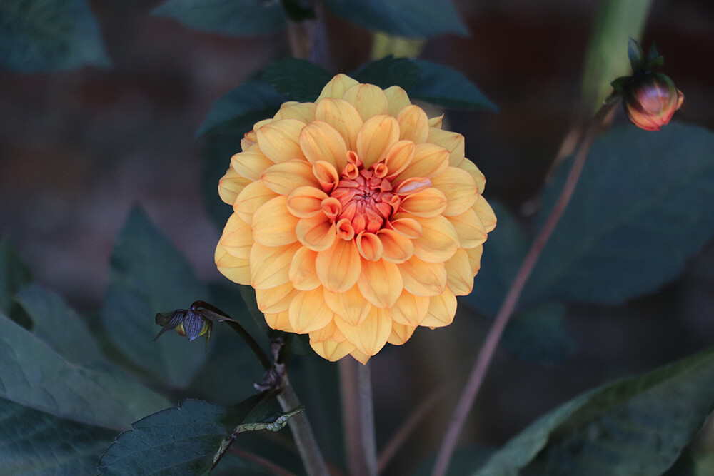 Yellow English Flower in the Garden