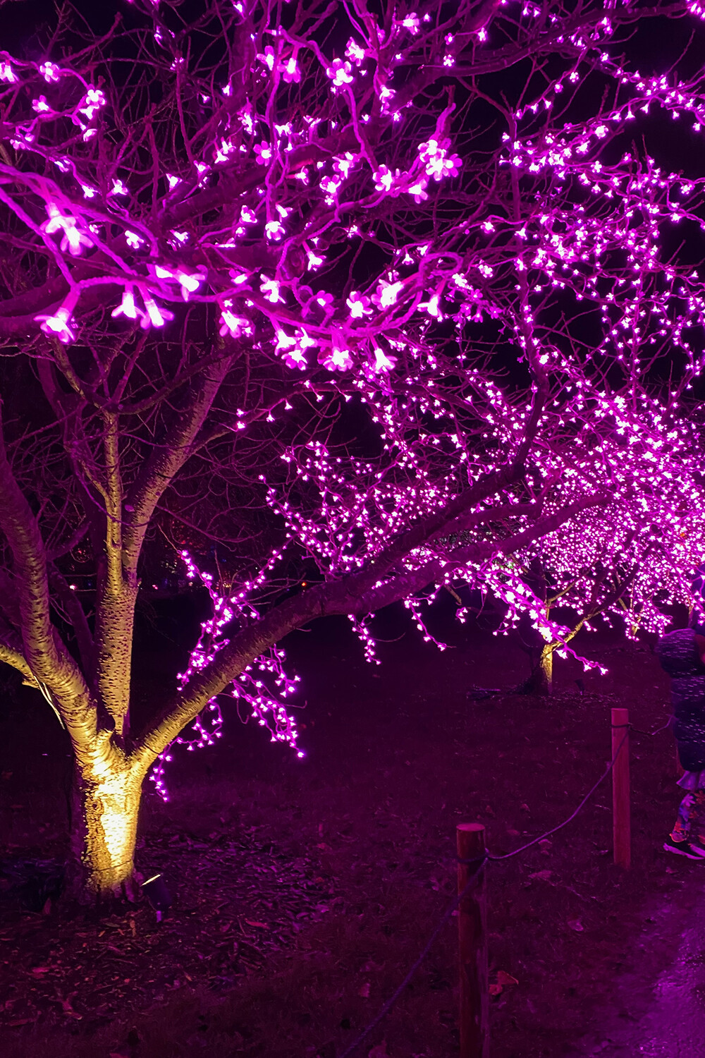 Cherry Blossom Walk at Kew