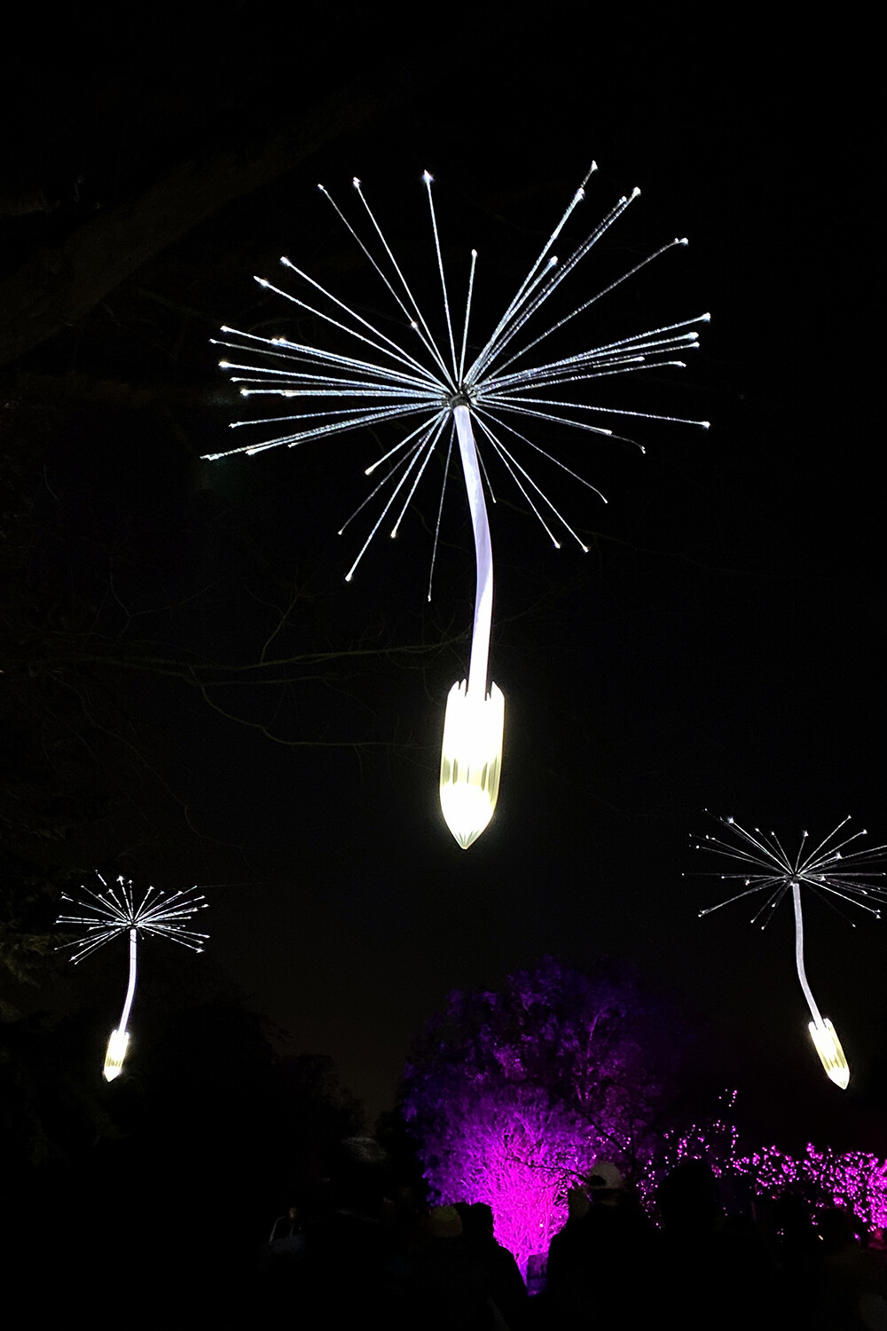 Christmas at Kew 2020 - Illuminated seed heads