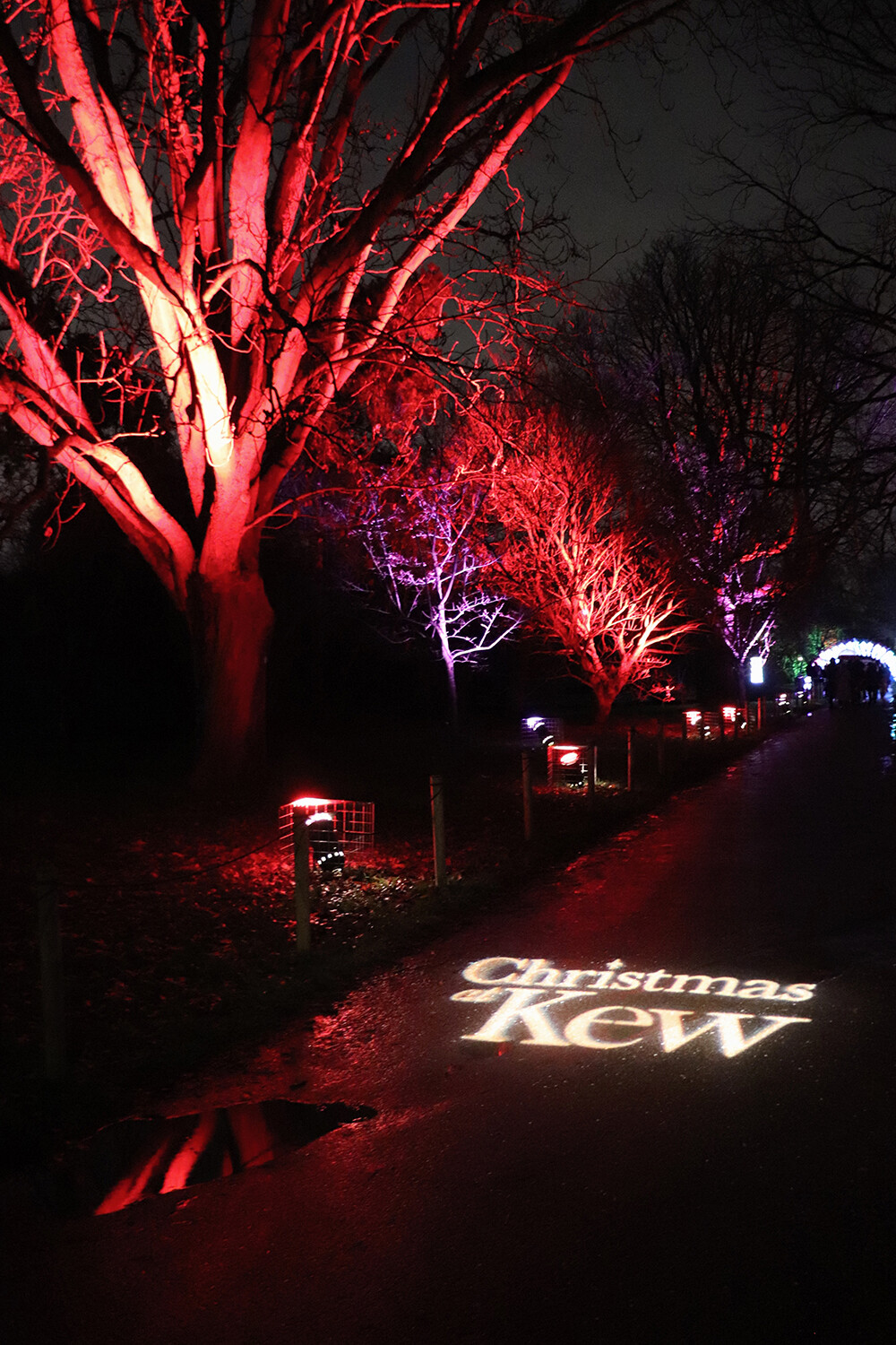 Christmas at Kew 2020 Lights on Trees