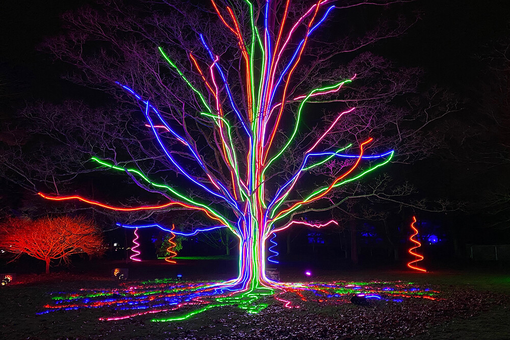 Christmas at Kew 2020 - Neon lights on one of Kew’s Heritage Trees