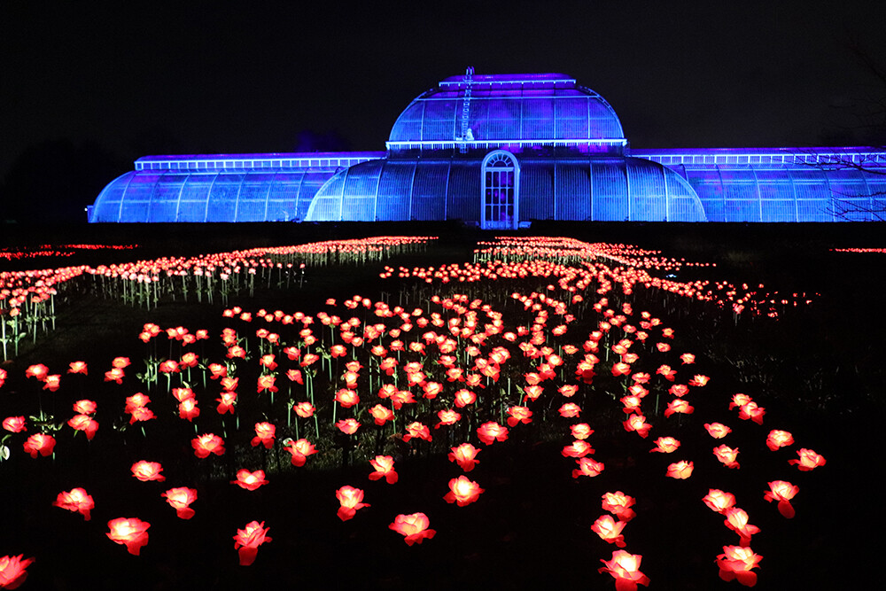 Christmas at Kew Rose Garden