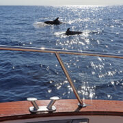 Dolphins off the Coast of Capri