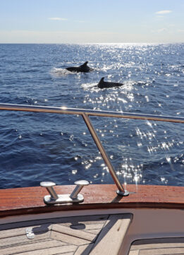 Dolphins off the Coast of Capri