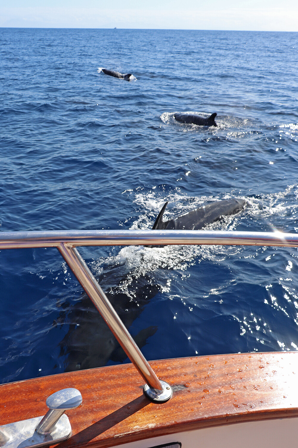 Dolphins on Our Capri Boat Trip