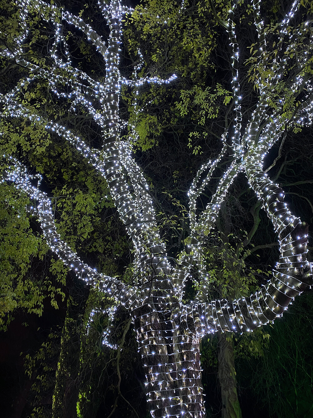 Heritage Tree with Lights