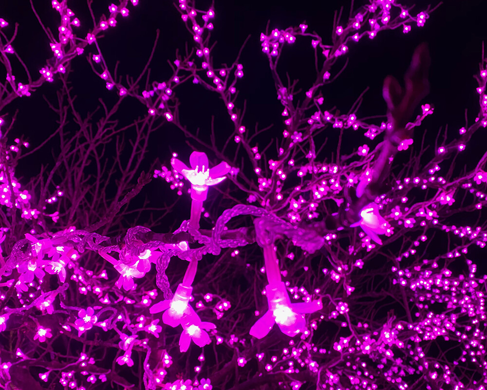 Pink Christmas Lights as Cherry Blossoms
