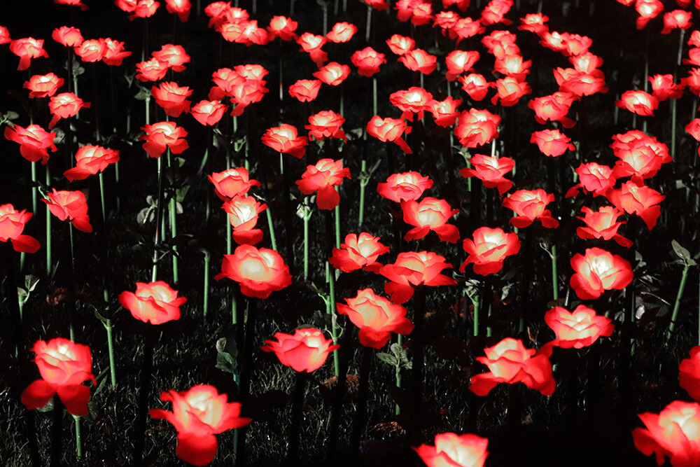 Rose Garden Lights at Kew