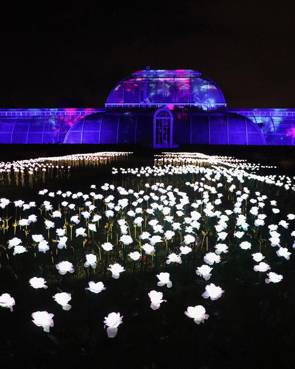 White Rose Garden and Palm House