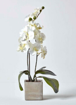 Faux Orchid - Tall Cream Artificial Orchid in Stone Pot from Wayfair