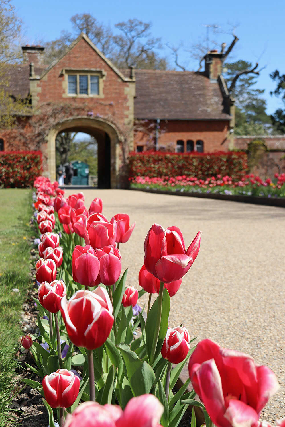 Affaire Tulips at Hever Castle Tulip Festival