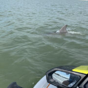 Florida Dolphin Jet Ski Tour