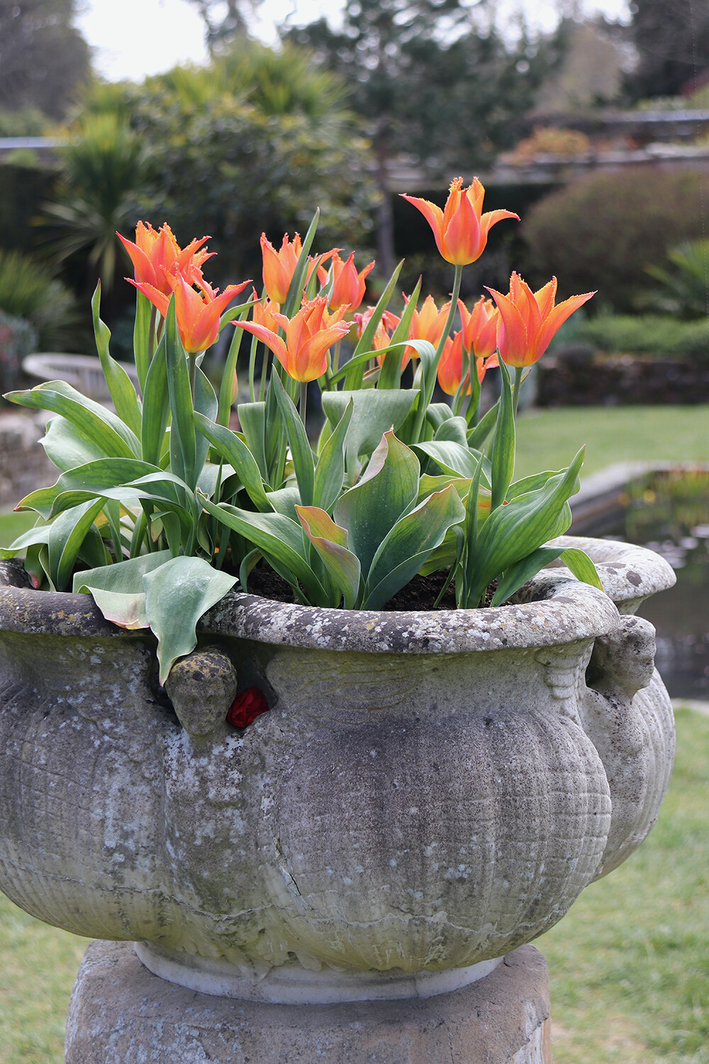 Hever Castle Tulip Festival 12